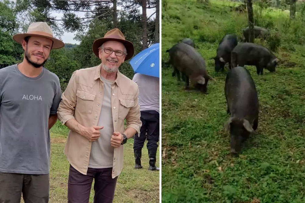 Criação de Porco Moura em Rio Negro será destaque na TV neste domingo